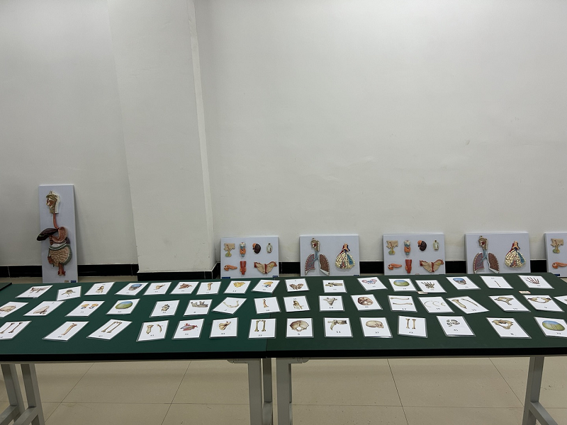 骨学之魅力·人体之桥梁——护理药学院成功举办beat365在线唯一官网第一届人体骨骼辨识大赛开幕式暨初赛(图7)